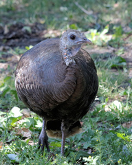 Meleagris gallopavo