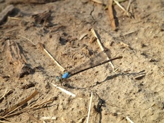 Argia apicalis