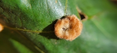 Druon quercusflocci