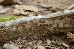 Amphilogia gyrosa