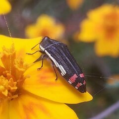 Acmaeodera flavomarginata