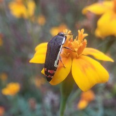 Acmaeodera flavomarginata