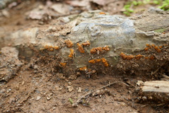Amphilogia gyrosa