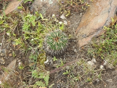 Echinofossulocactus crispatus
