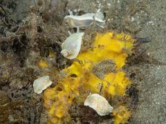 Goniobranchus epicurius
