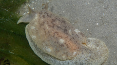 Pleurobranchaea maculata