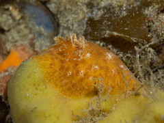 Sclerodoris
