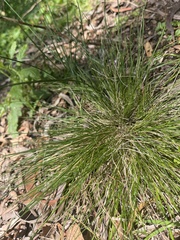 Isolepis cernua