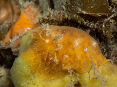Sclerodoris