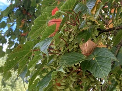 Acer morrisonense