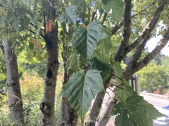 Acer morrisonense
