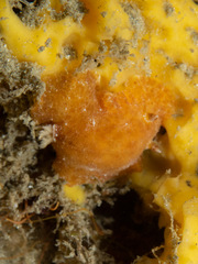 Sclerodoris