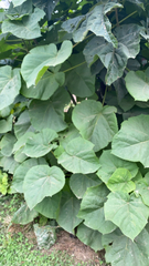 Paulownia tomentosa
