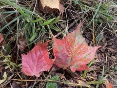Acer morrisonense