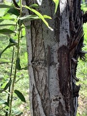 Urosaurus nigricauda