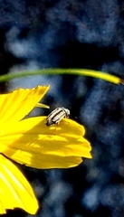 Acalymma trivittatum