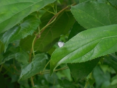 Neopithecops zalmora