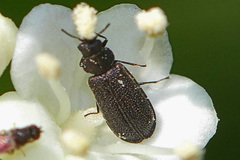Melyrodes cribrata