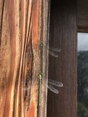 Lestes temporalis