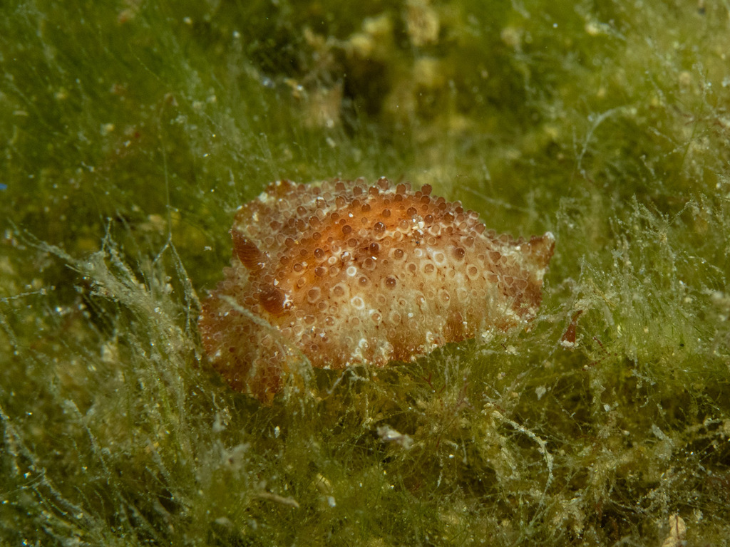 Carminodoris nodulosa