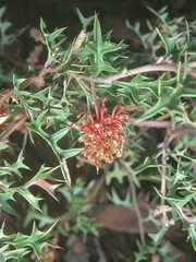 Grevillea microstegia