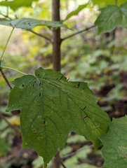 Vasates aceriscrumena