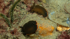 Dendrodoris arborescens