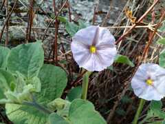 Lycianthes dejecta