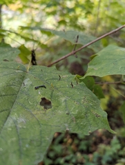 Vasates aceriscrumena