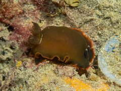 Dendrodoris arborescens