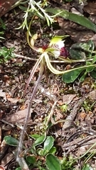 Caladenia tentaculata
