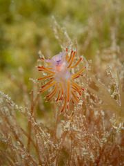 Coryphellina poenicia