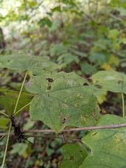 Vasates aceriscrumena