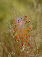 Coryphellina poenicia