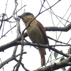 Pachyramphus validus