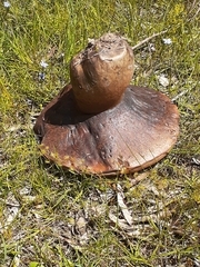 Phlebopus marginatus