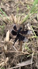 Erythrodiplax funerea