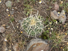 Echinofossulocactus crispatus