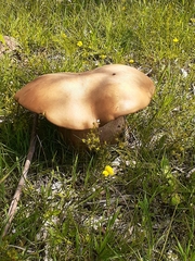 Phlebopus marginatus