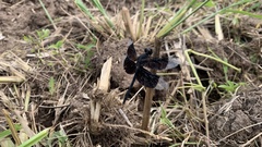 Erythrodiplax funerea