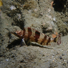 Oxylebius pictus