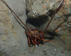 Panulirus interruptus