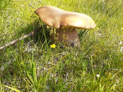 Phlebopus marginatus