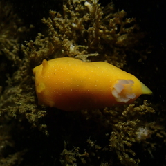 Baptodoris mimetica