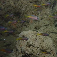 Chromis punctipinnis