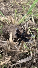 Erythrodiplax funerea