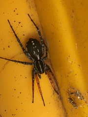 Nyssus coloripes