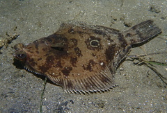 Pleuronichthys verticalis