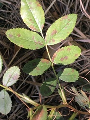 Diplocarpon rosae