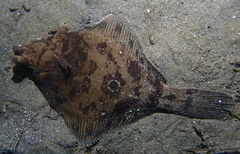 Pleuronichthys verticalis
